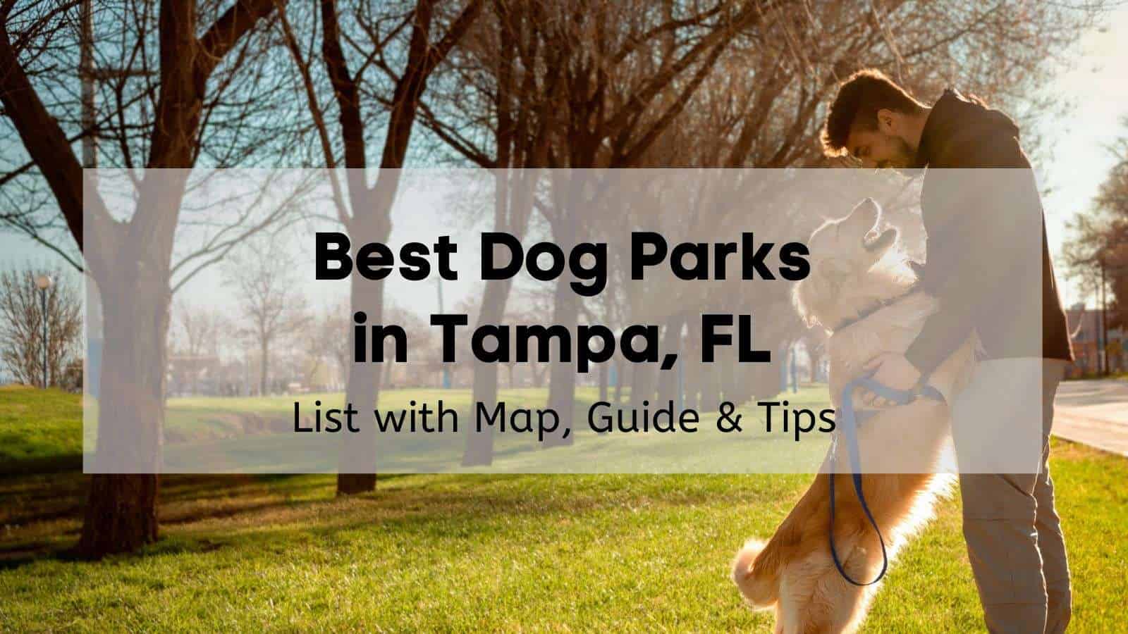 A man playing with his golden retriever at a park near a line of mature trees with the text “best dog parks in Tampa, FL: list with map, guide, and tips.
